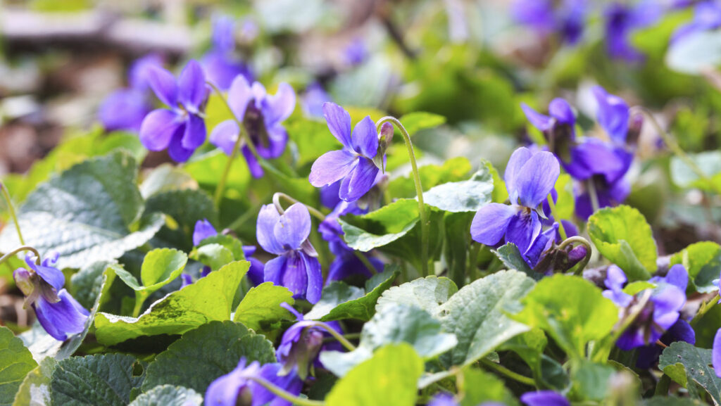 Skapa blommande mattor i trädgården – växterna som sprider sig snabbt - Vi i Villa