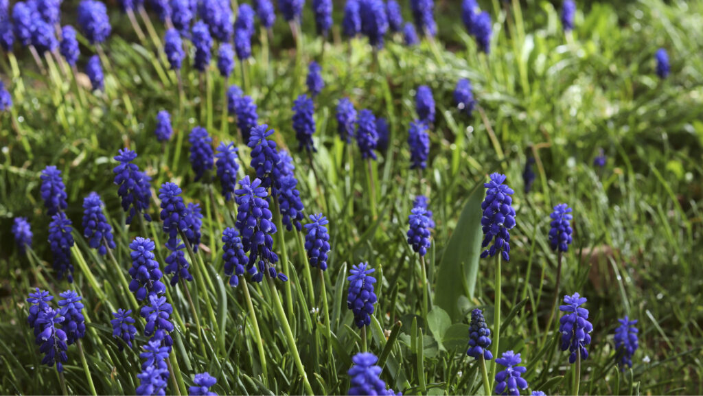 Skapa blommande mattor i trädgården – växterna som sprider sig snabbt - Vi i Villa