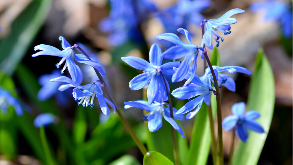Skapa blommande mattor i trädgården – växterna som sprider sig snabbt - Vi i Villa