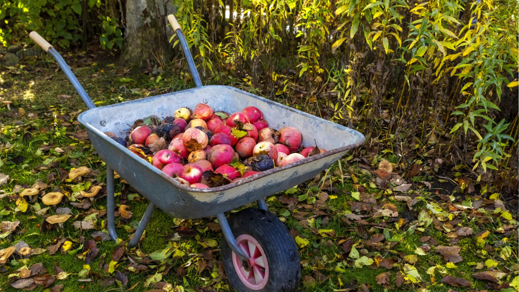 Vad gör man med fallfrukt? Smarta lösningar – och några förbud! - Vi i Villa