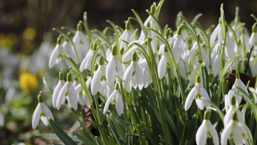 Skapa blommande mattor i trädgården – växterna som sprider sig snabbt - Vi i Villa