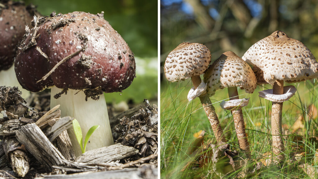 Så odlar du svamp i din trädgård - Vi i Villa