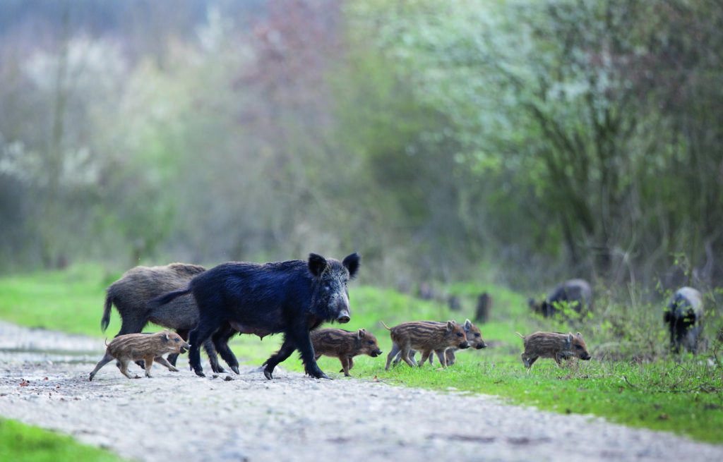 Få ersättning om du krockar med vilt - Vi i Villa