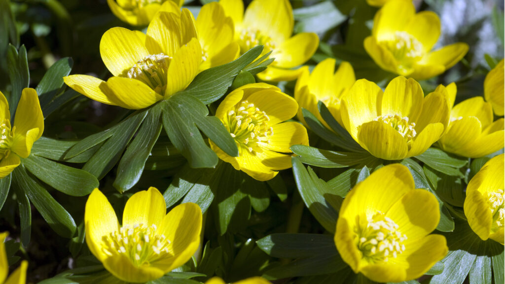 Skapa blommande mattor i trädgården – växterna som sprider sig snabbt - Vi i Villa