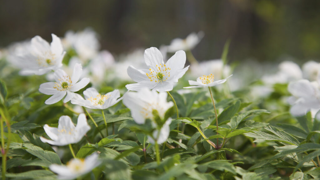 Skapa blommande mattor i trädgården – växterna som sprider sig snabbt - Vi i Villa