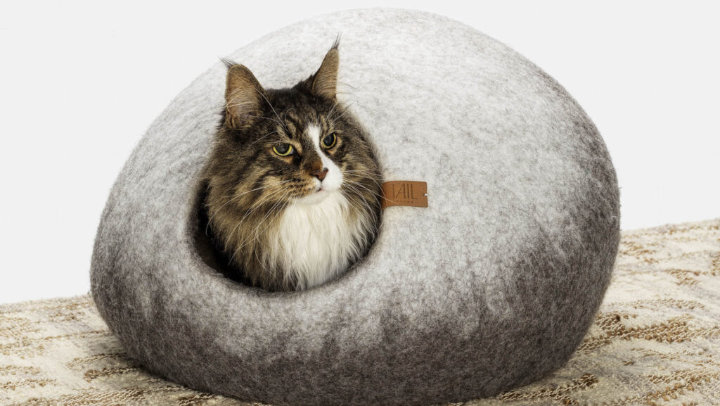 Vinn Årets Lussekatt – tävla med din bästa kattbild - Vi i Villa