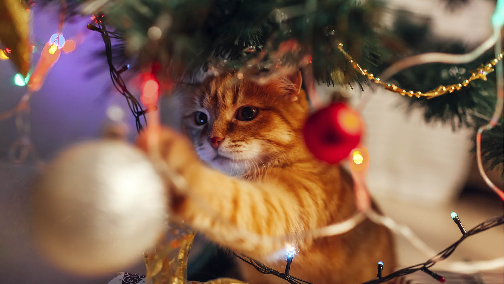 Vinn Årets Lussekatt – tävla med din bästa kattbild
