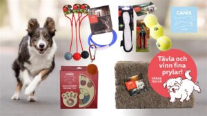 Djurkalendern – vinn fina priser till ditt husdjur! - Vi i Villa